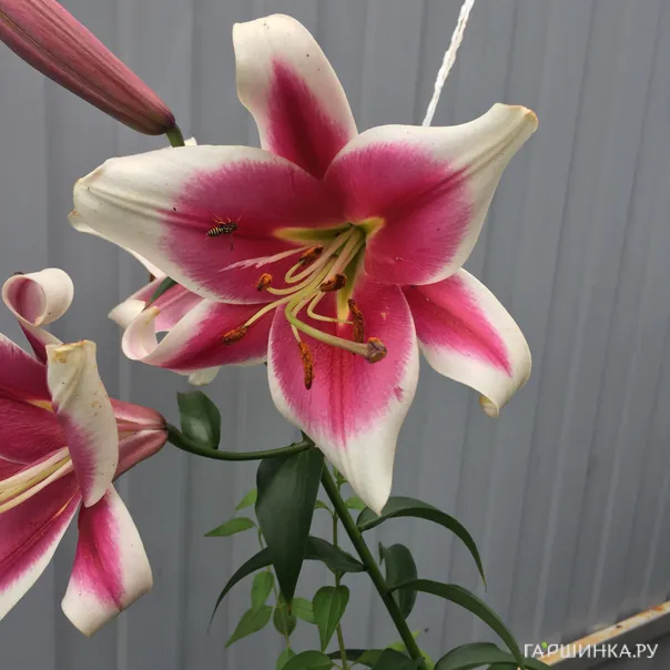 превью изображения отзыва