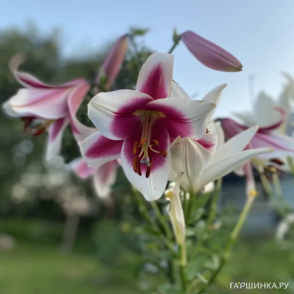 превью изображения отзыва