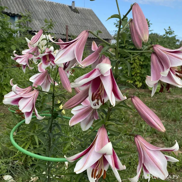 превью изображения отзыва