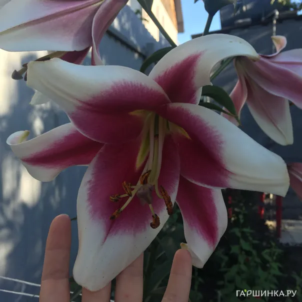 превью изображения отзыва