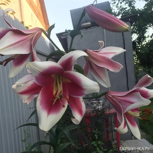 превью изображения отзыва