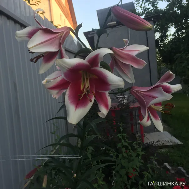 превью изображения отзыва