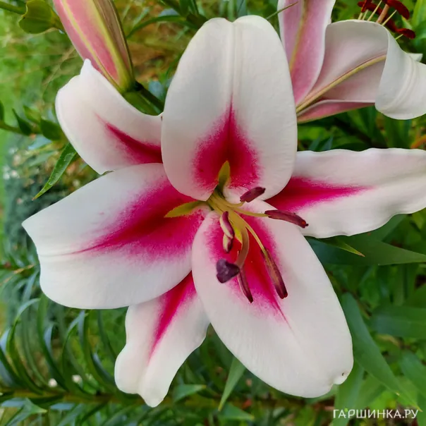 превью изображения отзыва