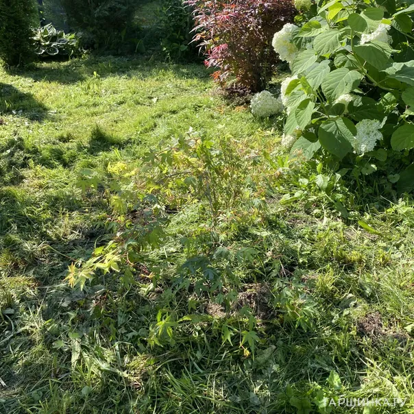 превью изображения отзыва