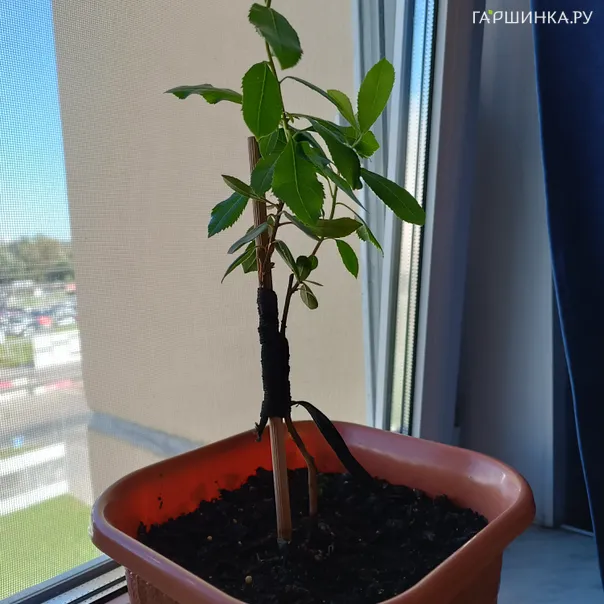 превью изображения отзыва