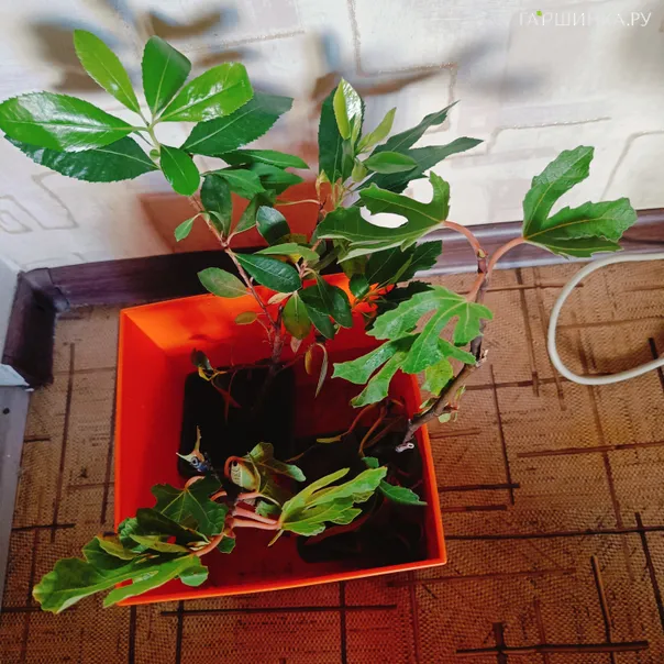 превью изображения отзыва