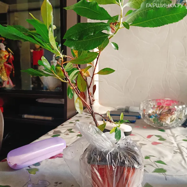 превью изображения отзыва