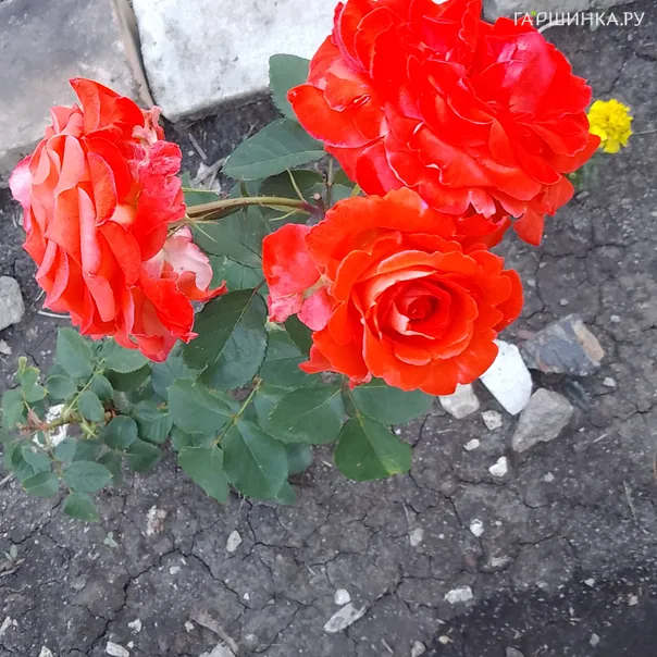 превью изображения отзыва