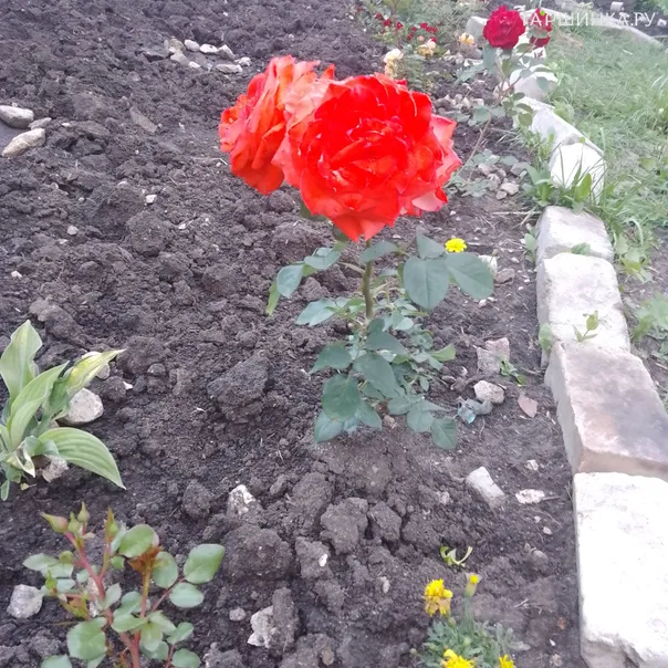 превью изображения отзыва