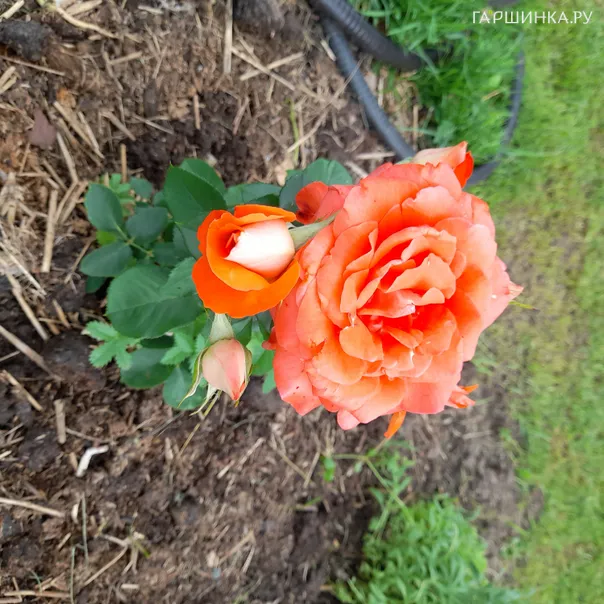 превью изображения отзыва