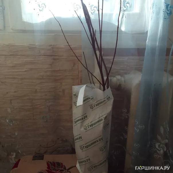 превью изображения отзыва