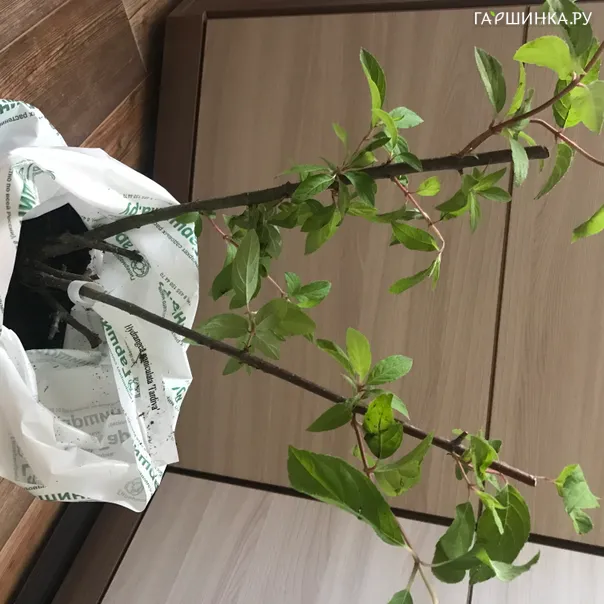 превью изображения отзыва