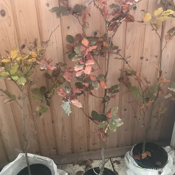 превью изображения отзыва