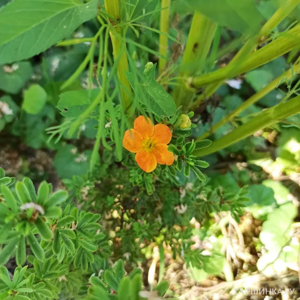 превью изображения отзыва