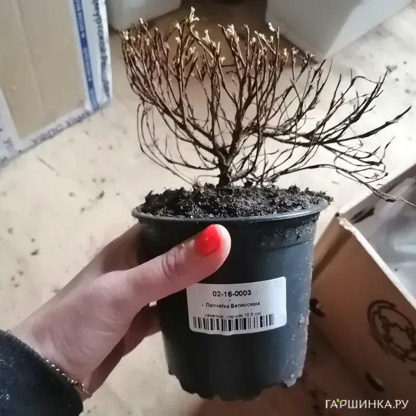 превью изображения отзыва