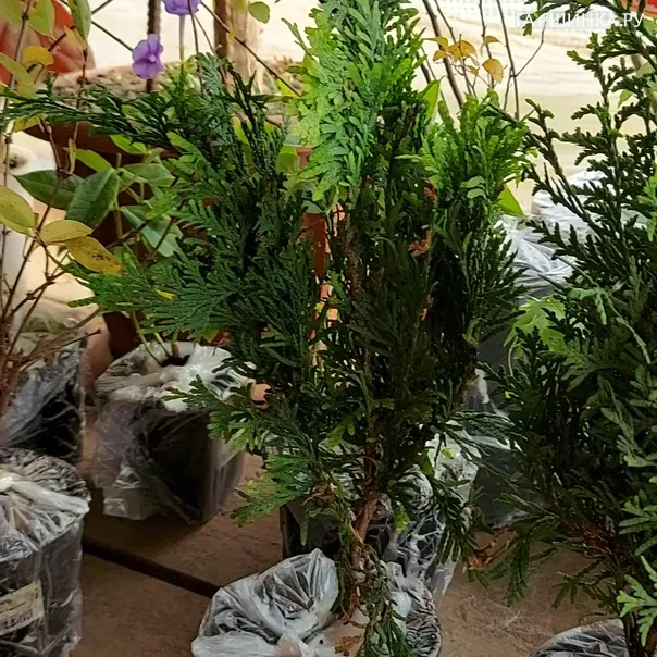 превью изображения отзыва
