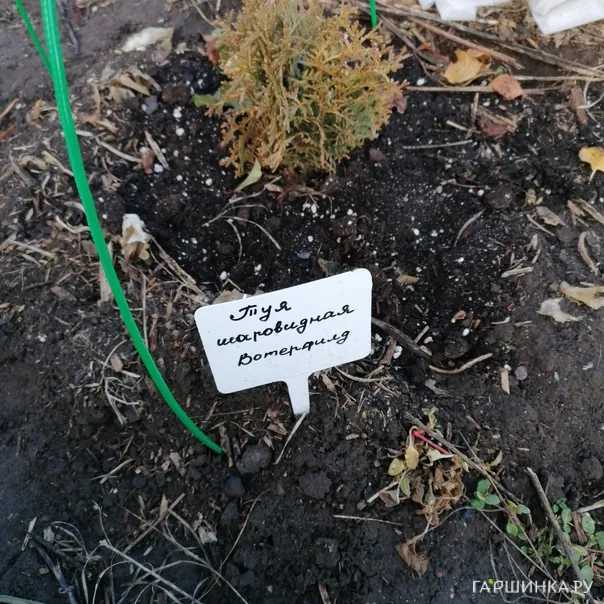 превью изображения отзыва