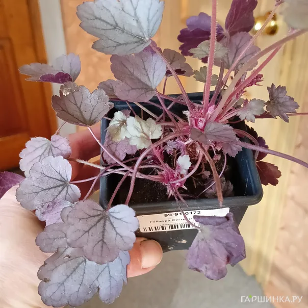 превью изображения отзыва