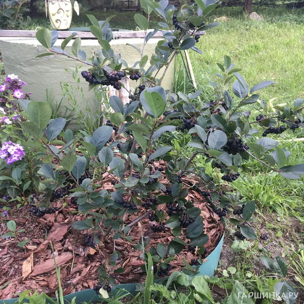 превью изображения отзыва