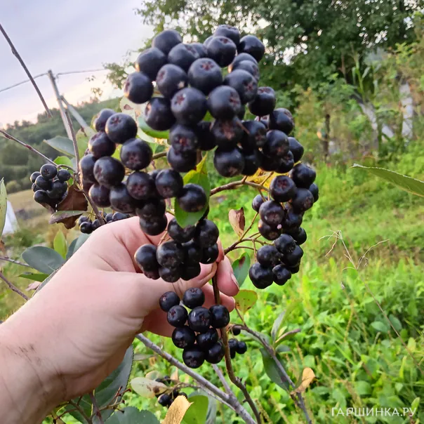 превью изображения отзыва