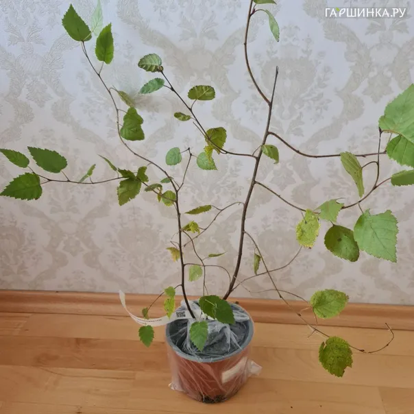превью изображения отзыва
