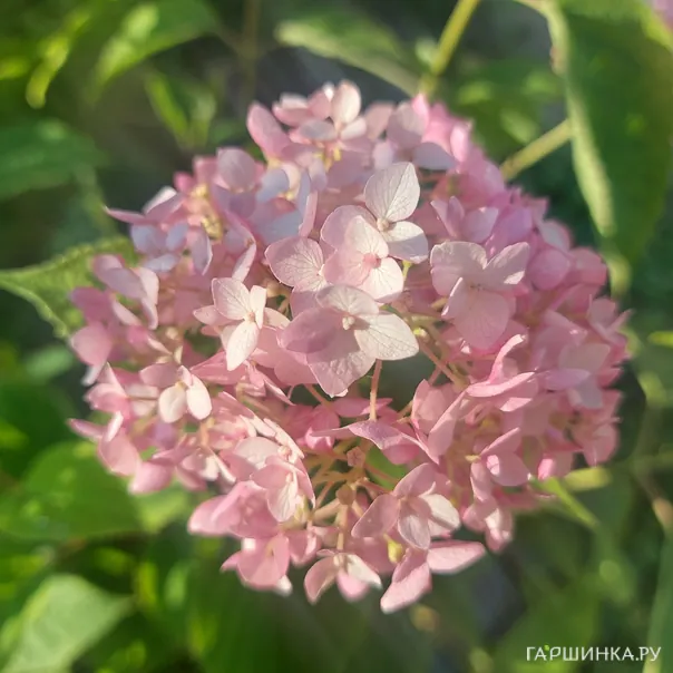 превью изображения отзыва