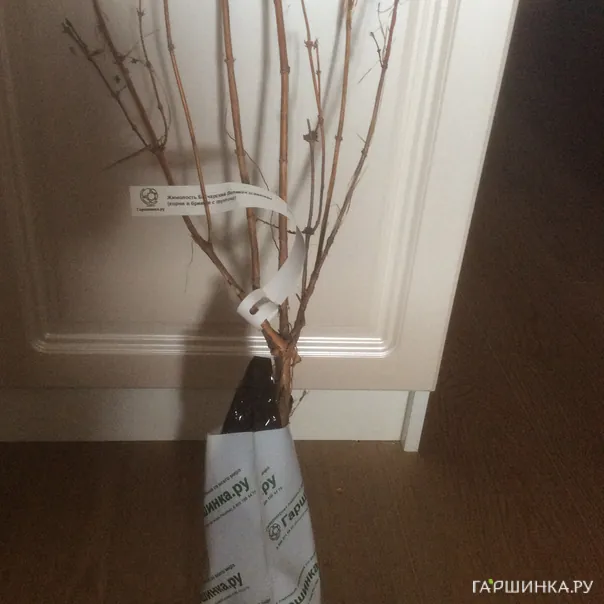 превью изображения отзыва