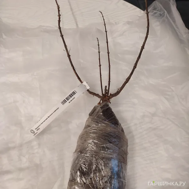 превью изображения отзыва