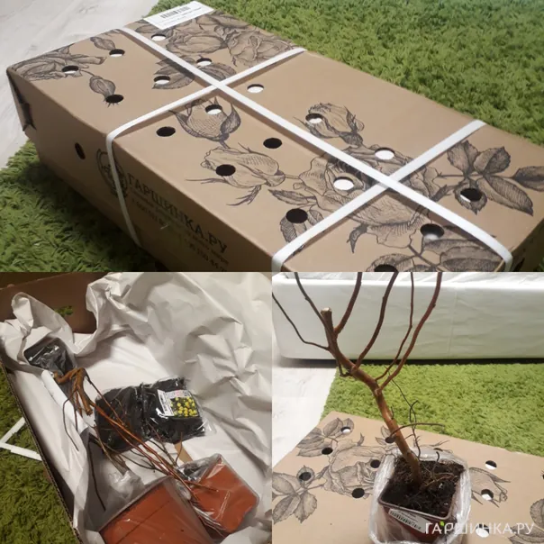 превью изображения отзыва