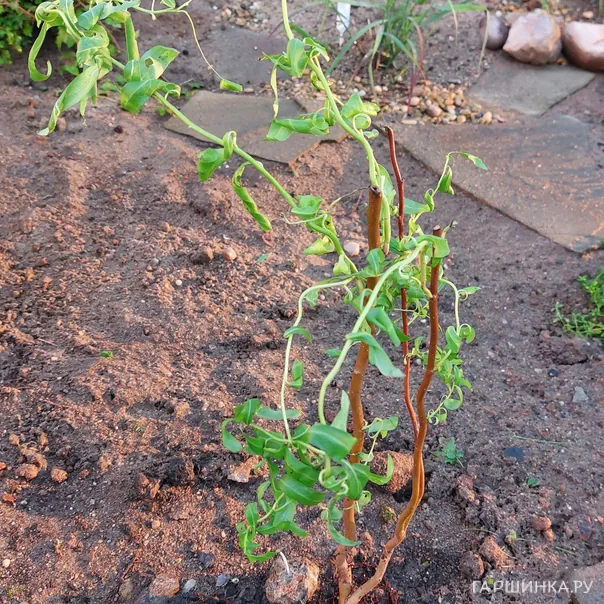 превью изображения отзыва