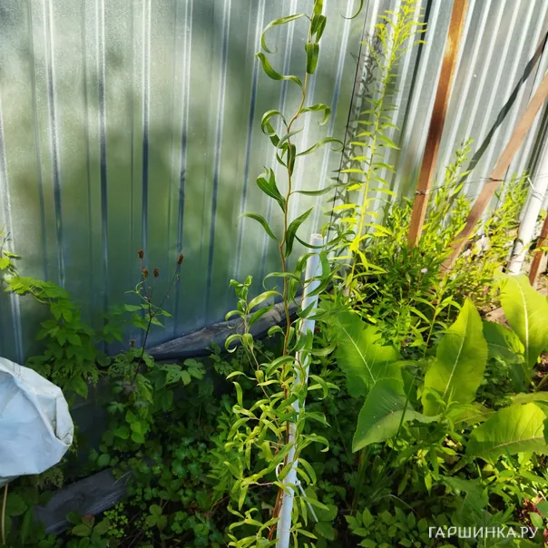 превью изображения отзыва