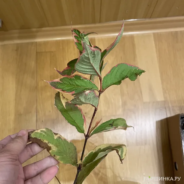 превью изображения отзыва