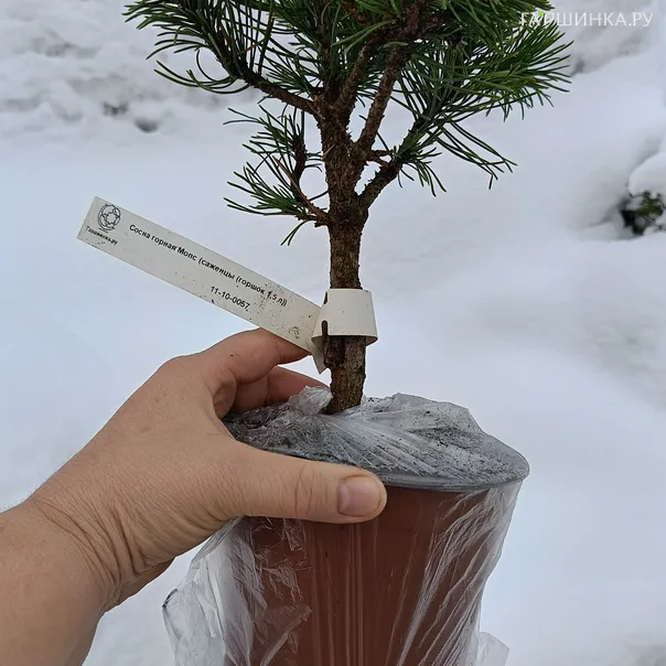 превью изображения отзыва