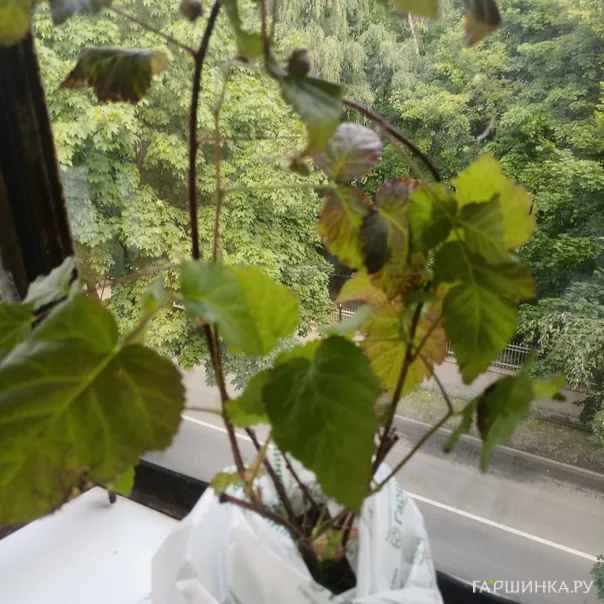 превью изображения отзыва