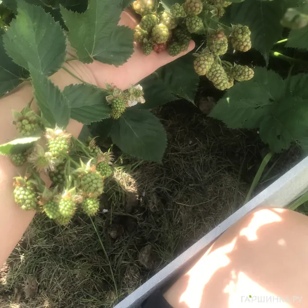 превью изображения отзыва