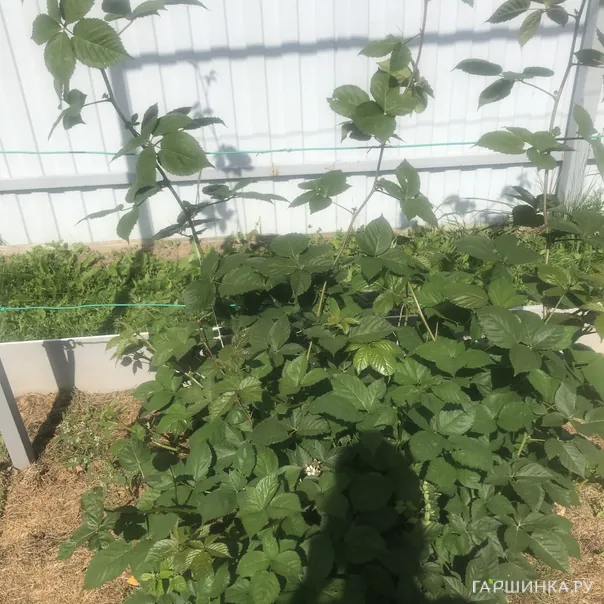 превью изображения отзыва