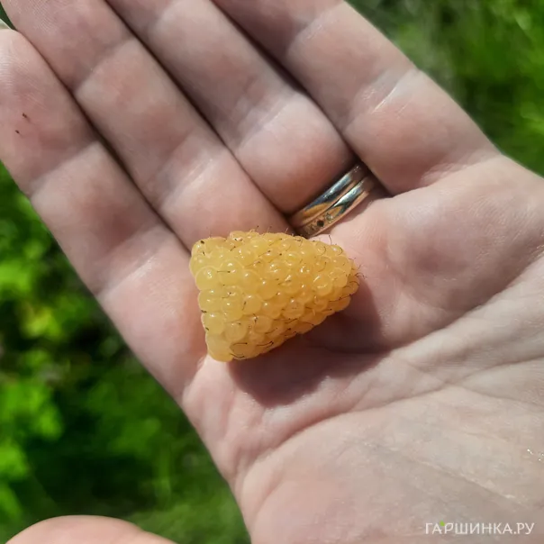 превью изображения отзыва