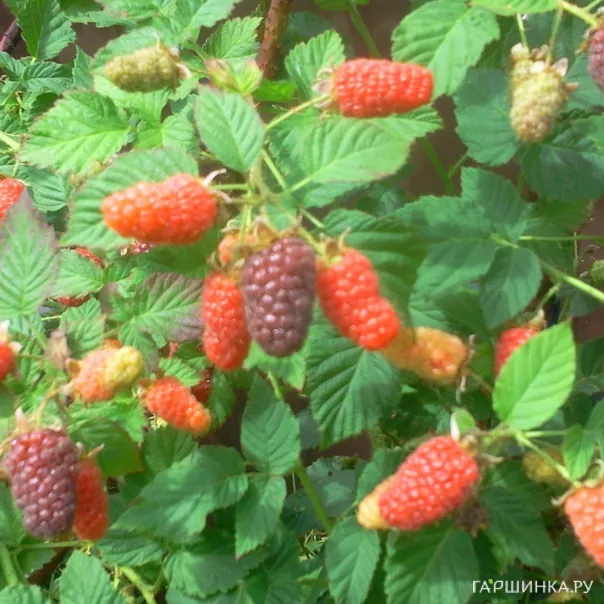 превью изображения отзыва