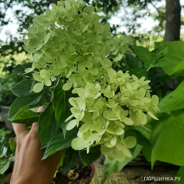 превью изображения отзыва