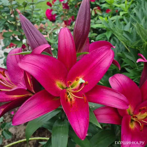 превью изображения отзыва