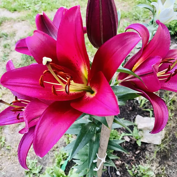 превью изображения отзыва