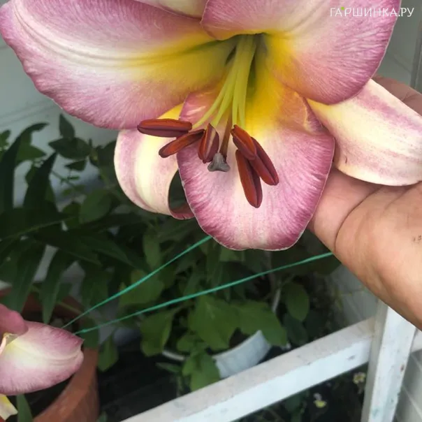 превью изображения отзыва