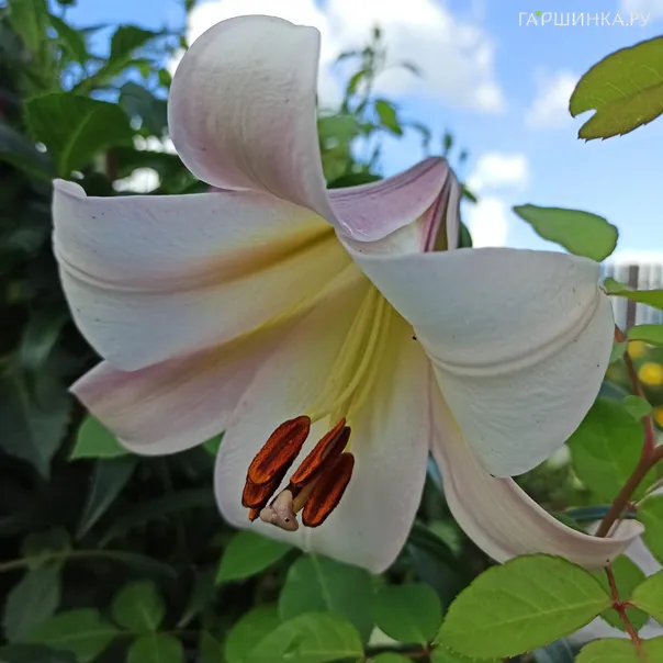 превью изображения отзыва