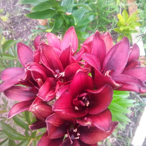 превью изображения отзыва