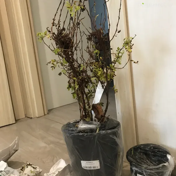 превью изображения отзыва