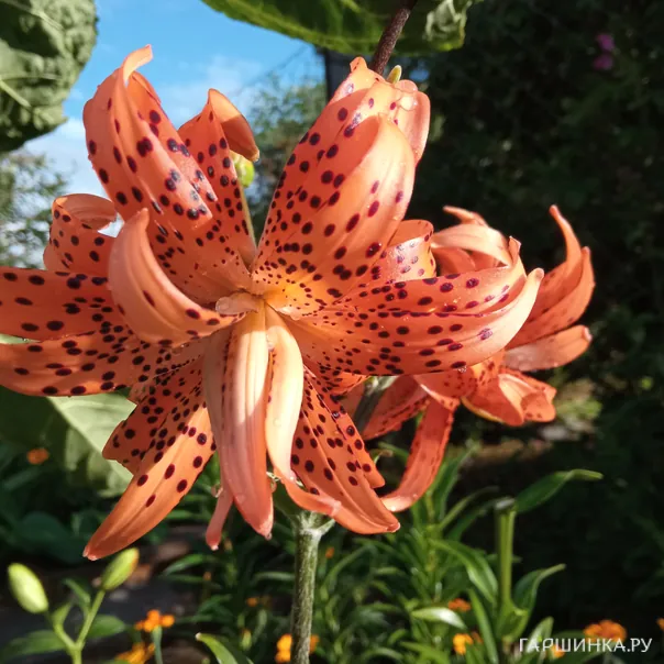 превью изображения отзыва