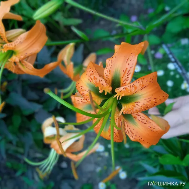 превью изображения отзыва