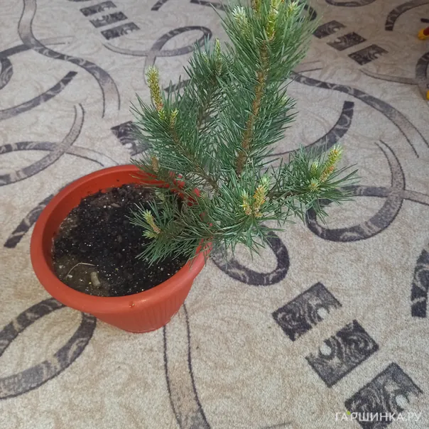 превью изображения отзыва