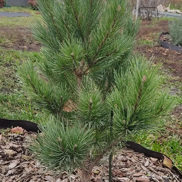 превью изображения отзыва