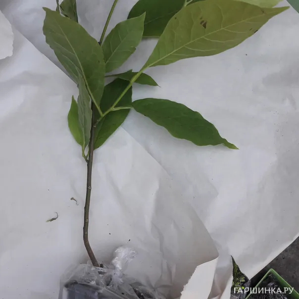 превью изображения отзыва